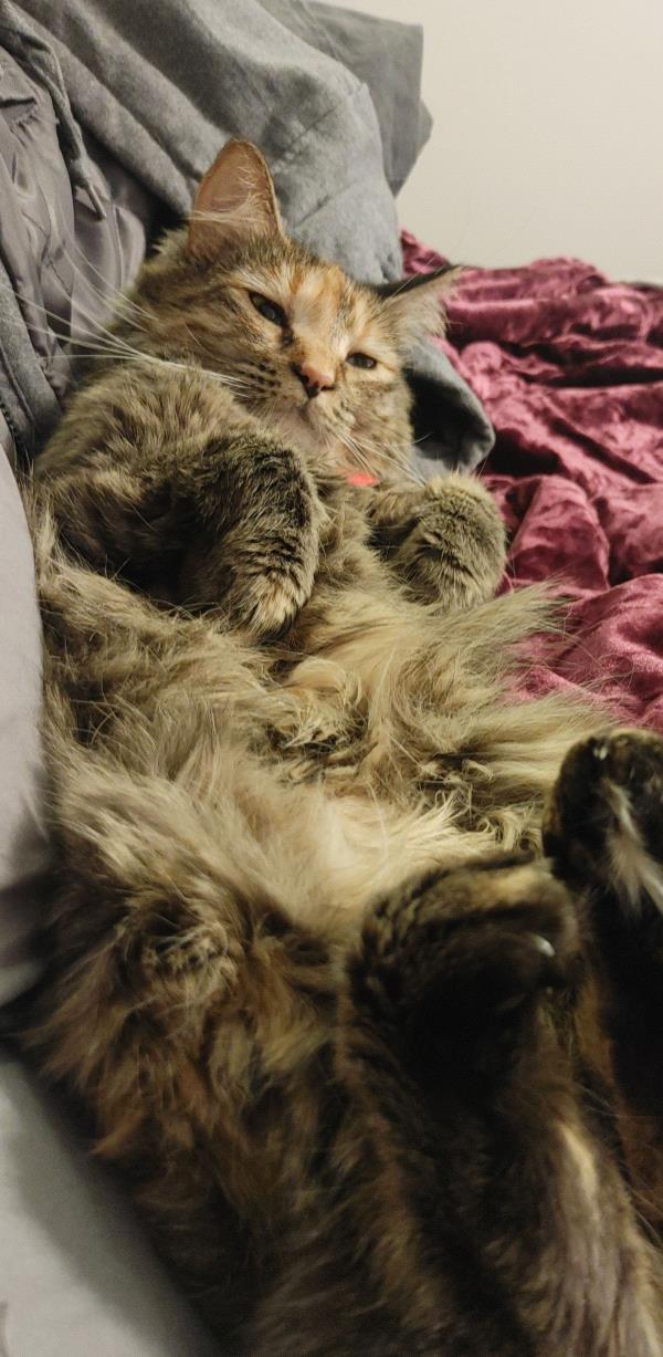 /Images/uploads/Cuddles Cat Cafe/uvac/entries/18158thumb.jpg